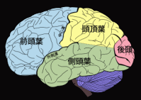 側頭葉