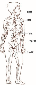 リンパ腺