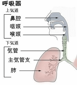 気管